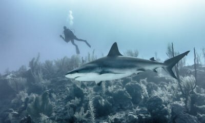 cyclops shark