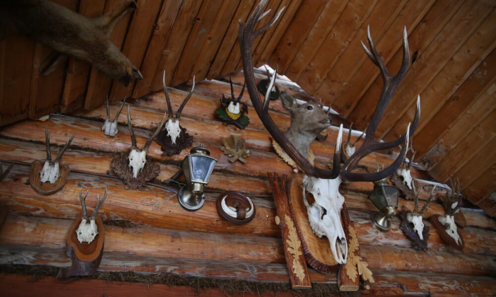 sd antelope