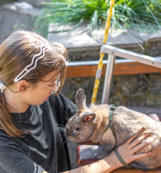 Zoothérapie : Guide Complet sur la Thérapie Assistée par l'Animal